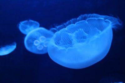 京都水族館