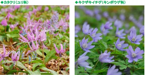 遊びにNS