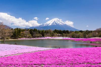 富士芝桜まつり