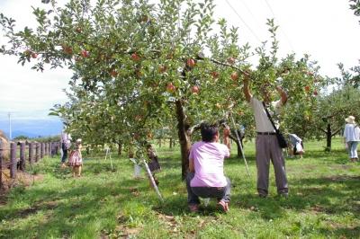 りんご収穫体験