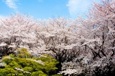 天空のお花見